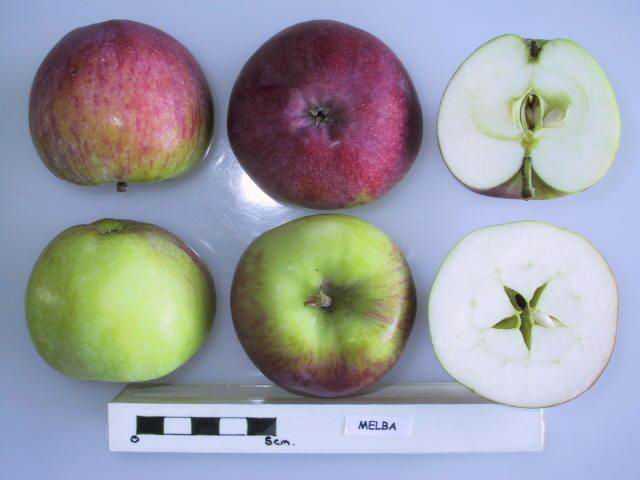 яблоки с описанием и названием