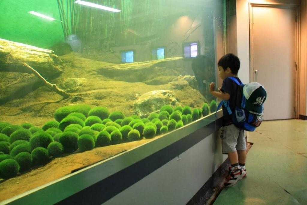 Размещение кладофоры шаровидной в аквариуме