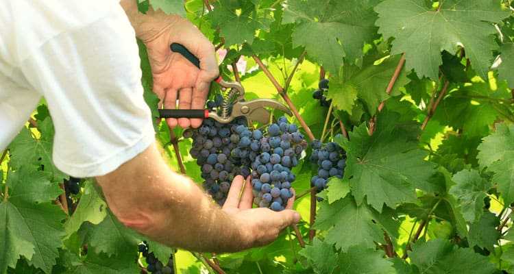 Виноградные грозди созревают равномерно