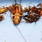 Дихлофос от тараканов: отзывы, состав, обзор производителей, особенности применения