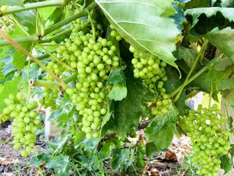 Виноград характеризуется стабильной завязью