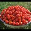 Секреты хорошего урожая помидоров в открытом грунте