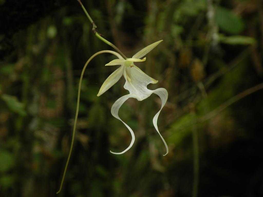 Орхидея Призрак
