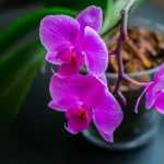 Размножение орхидеи цветоносом: эффективные методы, способы и рекомендации