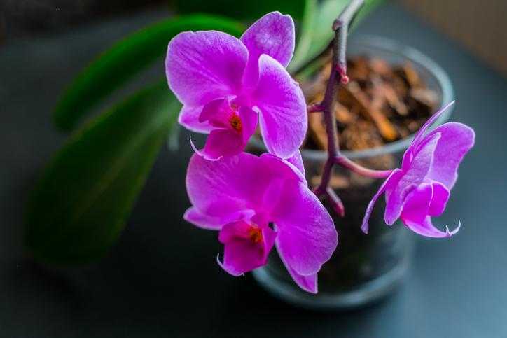 Цветок орхидея