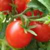 Как вырастить помидоры дома