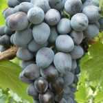 Сорт винограда Кубань: описание, особенности выращивания, отзывы, фото