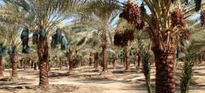 Как выращивать финиковую пальму из косточки в домашних условиях
