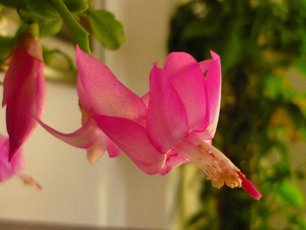 Цветок зигокактуса