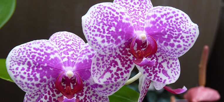 красавица орхидея