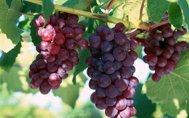 Внешний вид винограда