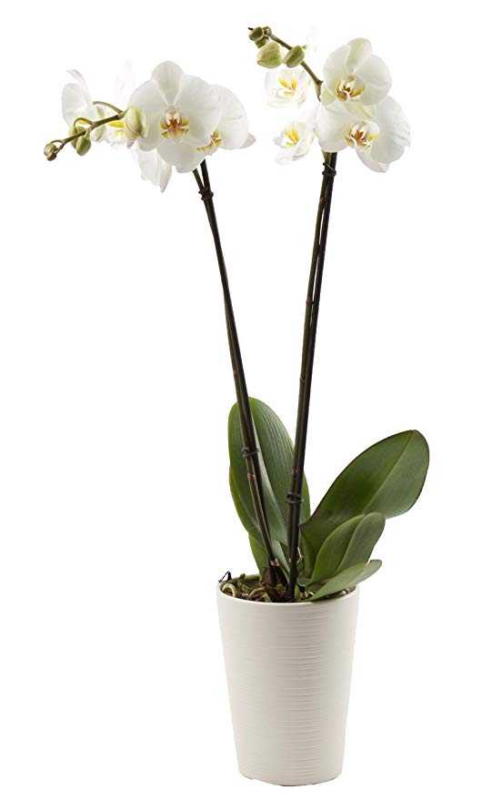 как часто поливать орхидею в домашних условиях