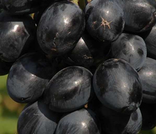 Ягоды винограда Кубань