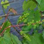Сорт винограда "кишмиш запорожский": описание, фото, особенности выращивания и ухода, вкусовые качества