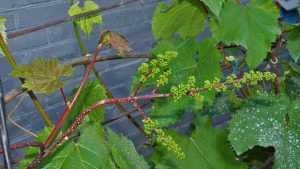 Сорт винограда "кишмиш запорожский": описание, фото, особенности выращивания и ухода, вкусовые качества