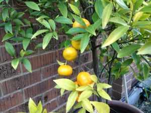 Как вырастить мандариновое дерево из косточки в домашних условиях: правила посадки и ухода