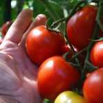 Раннеспелые сорта томатов для теплицы: названия, описание с фото, характеристика и плодородие