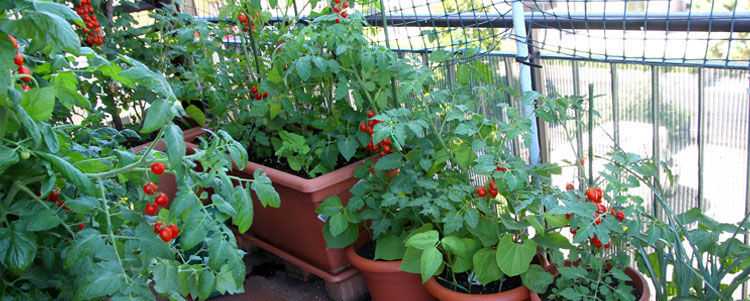 Сорта для выращивания на балконе
