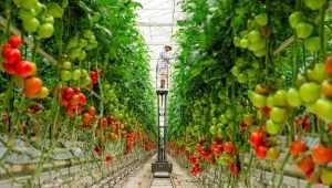 Кистевые томаты: лучшие сорта, названия, описание с фото, правила ухода и урожайность