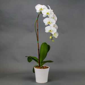 Чем отличается орхидея от фаленопсиса: сравниваем и оцениваем