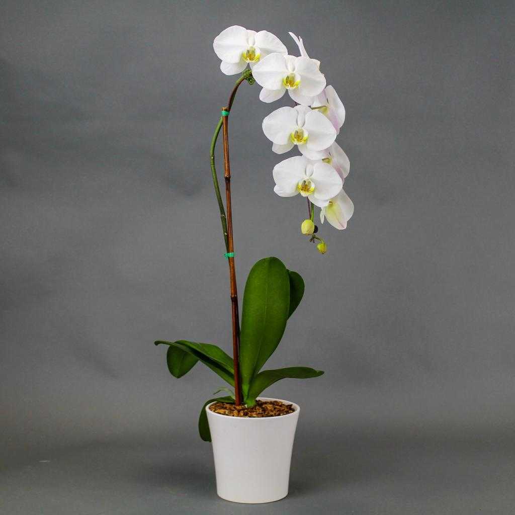 цветок орхидея