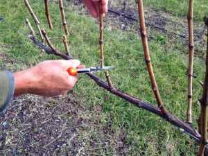 Как сохранить ветки винограда до весны? Эффективные методы
