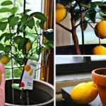 Обрезка лимона в домашних условиях: фото, правила, сроки и рекомендации