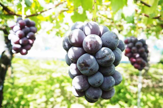 гроздь винограда жемчужина
