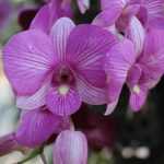 Как сажать семена орхидеи: особенности выращивания и ухода, фото