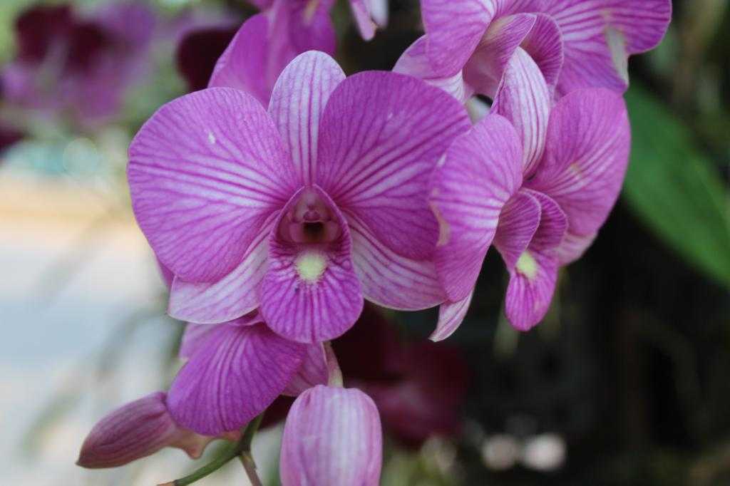 Как сажать семена орхидеи в домашних условиях