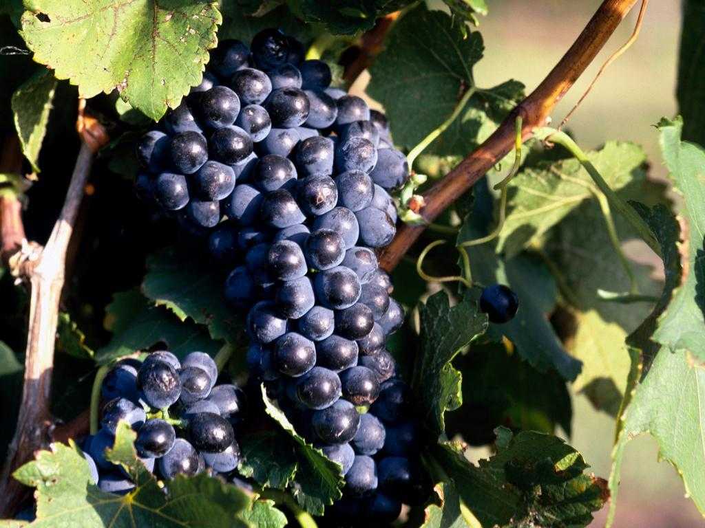 Лоза с гроздью винограда