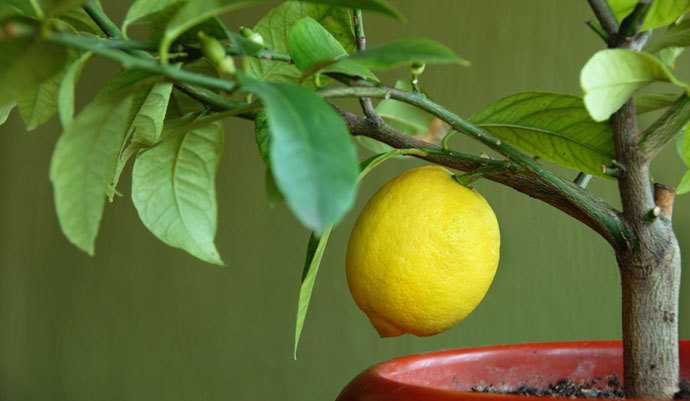 Плодоношение лимона