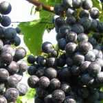 Виноград Регент: описание с фото, характеристика сорта, рекомендации по уходу и выращиванию