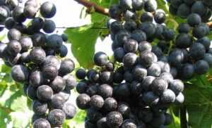 Виноград Регент: описание с фото, характеристики сорта, рекомендации по уходу и разведению