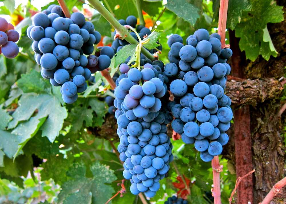 Грузинские сорта винного винограда