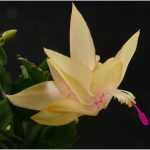 Цветок желтый декабрист (шлюмбергера): описание, уход в домашних условиях