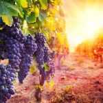 Виноград "черный жемчуг" - описание сорта, вкусовые качества, отзывы, фото