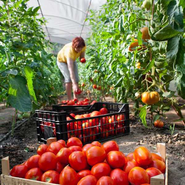 самые скороспелые сорта томатов для теплиц