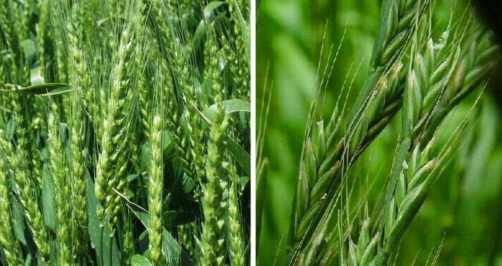 сравнение плевела с пшеницей