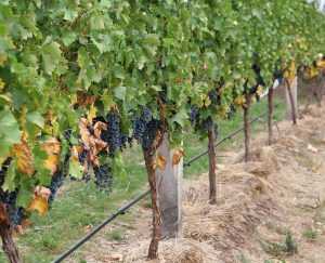 Когда сажать черенки винограда: лучшее время для посадки, особенности разведения, рекомендации по выращиванию и уходу