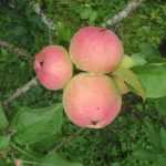 Яблоня Розовая начинка: описание с фото, посадка, правила ухода и урожайности