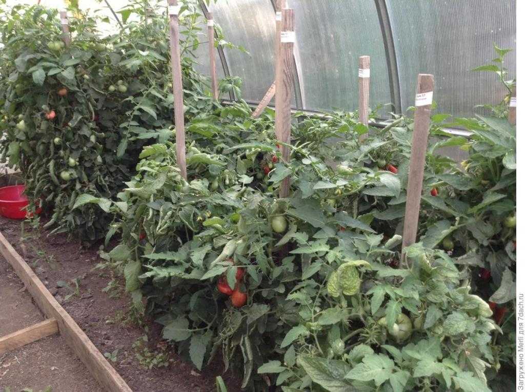 помидоры в теплице