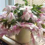 Цветок декабрист - цветение, уход в домашних условиях и отзывы
