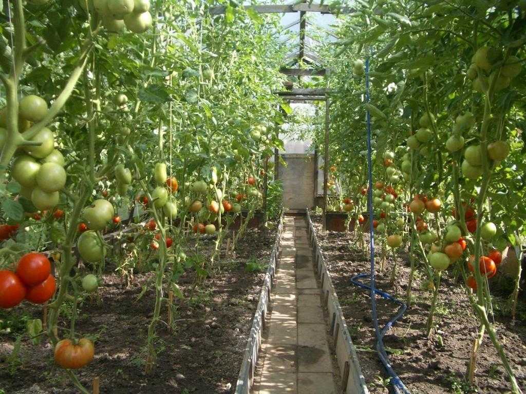 посадка томатов в теплице