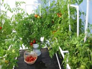 Какие помидоры лучше сажать в теплице: советы