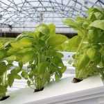 Гидропоника дома: необходимое оборудование, советы по выращиванию и уходу за растениями