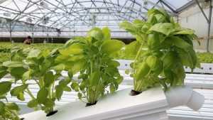 Гидропоника дома: необходимое оборудование, советы по выращиванию и уходу за растениями
