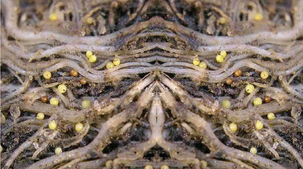 Личинки нематоды