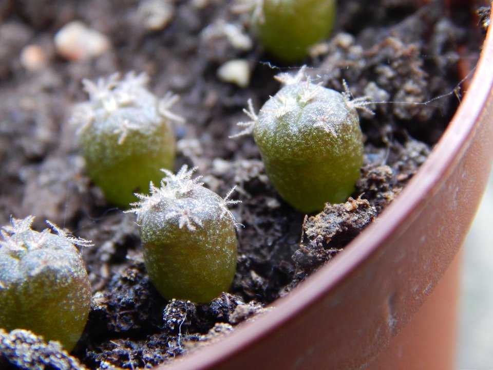 Размножение кактуса