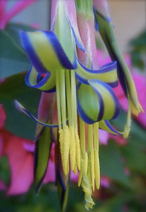 Тропический цветок бильбергия